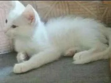 Gato ra a Sem raça definida idade 2 a 6 meses nome Sem nome