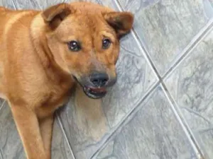 Cachorro raça Mestiços de Chow Chow idade 7 a 11 meses nome Urso