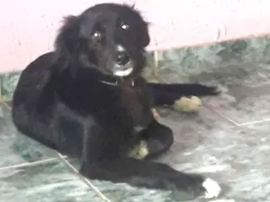 Cachorro raça Boder collie  idade 2 a 6 meses nome Pedrinho