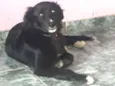 Pedrinho