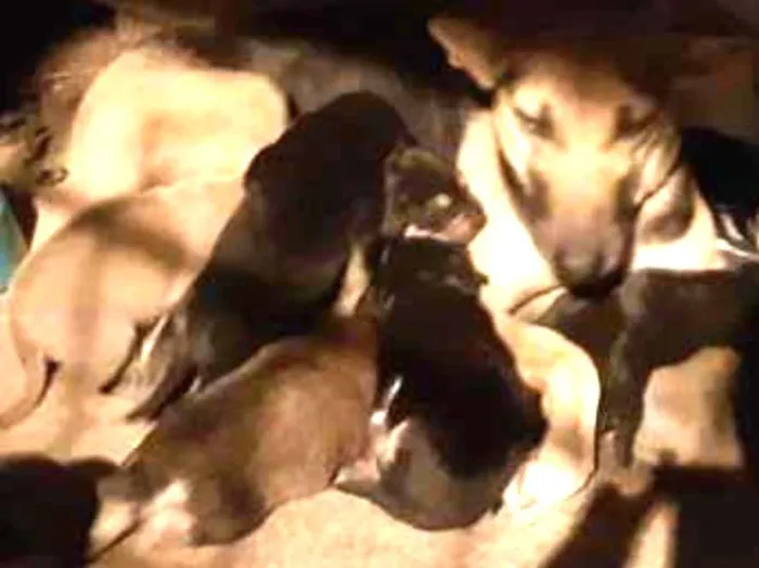 Cachorro ra a Vira lata idade Abaixo de 2 meses nome Sem nome