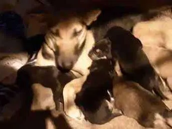 Cachorro ra a Vira lata idade Abaixo de 2 meses nome Sem nome