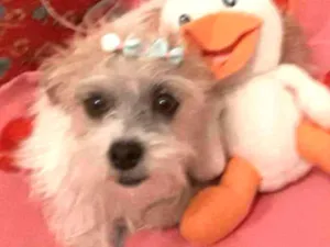 Cachorro raça Desconhecido  idade 3 anos nome Kayle