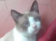 Gugu