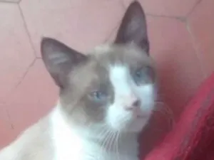 Gato raça Srd idade 1 ano nome Gugu