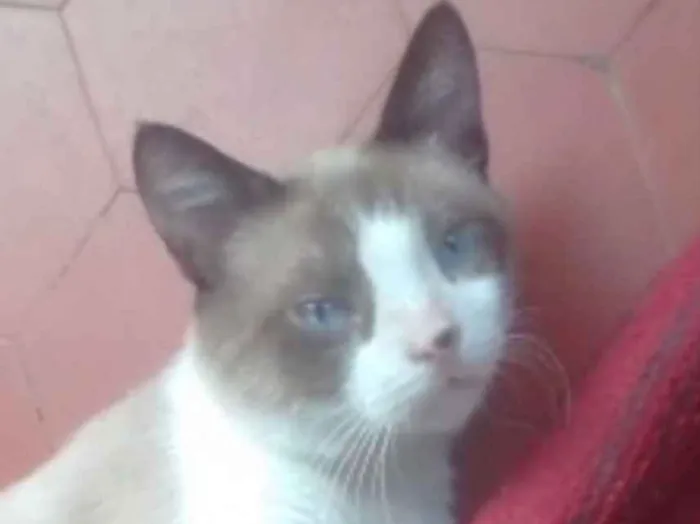 Gato ra a Srd idade 1 ano nome Gugu