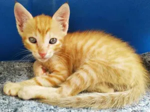 Gato raça Não sei idade Abaixo de 2 meses nome Sem nome 