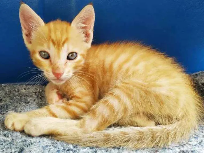 Gato ra a Não sei idade Abaixo de 2 meses nome Sem nome 