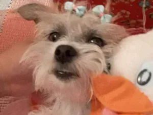 Cachorro raça Desconhecido  idade 3 anos nome Kayle