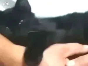 Gato raça Srd idade 2 a 6 meses nome Ursinha