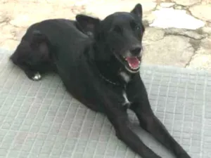 Cachorro raça Vira lata idade 6 ou mais anos nome Fred