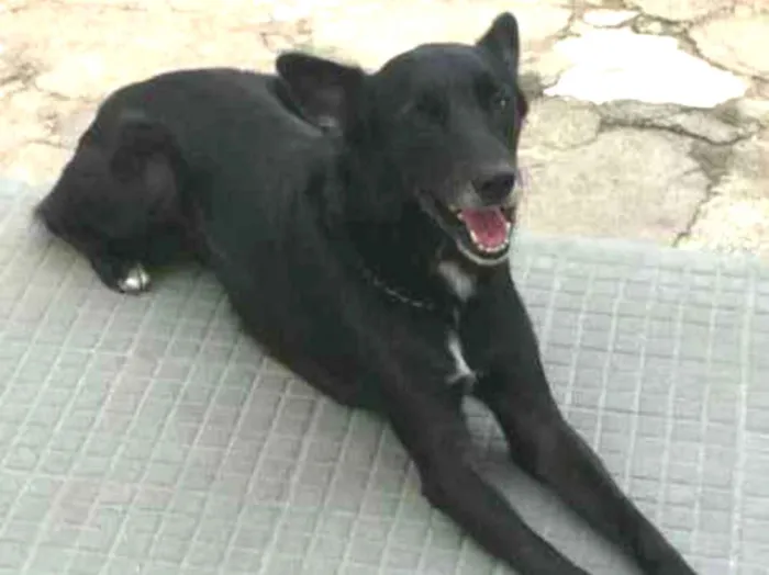 Cachorro ra a Vira lata idade 6 ou mais anos nome Fred