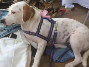 Cachorro raça srd idade 1 ano nome MEG
