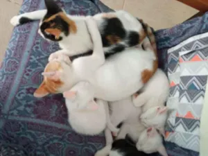 Gato raça Srd idade 2 a 6 meses nome Filhotes