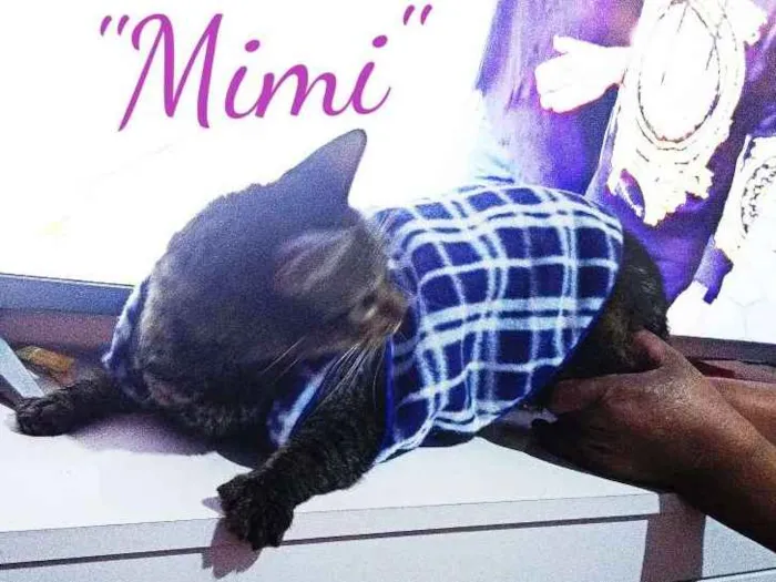 Gato ra a Desconheço idade 2 anos nome Mimi