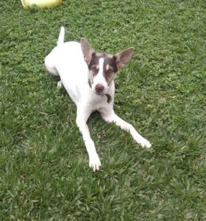Cachorro raça Vira lata  idade  nome Princesa 