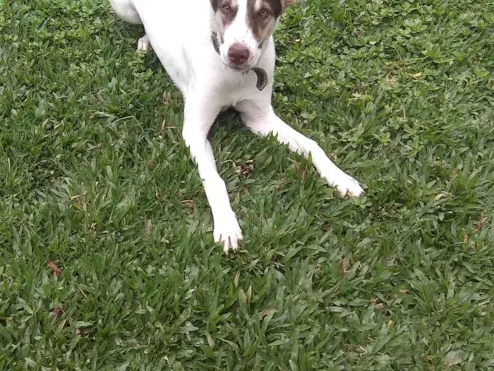 Cachorro ra a Vira lata  idade  nome Princesa 