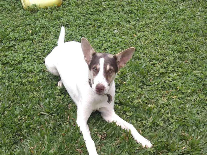 Cachorro ra a Vira lata  idade  nome Princesa 
