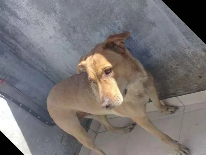 Cachorro ra a Mestiço pitibul  idade 4 anos nome Honda 