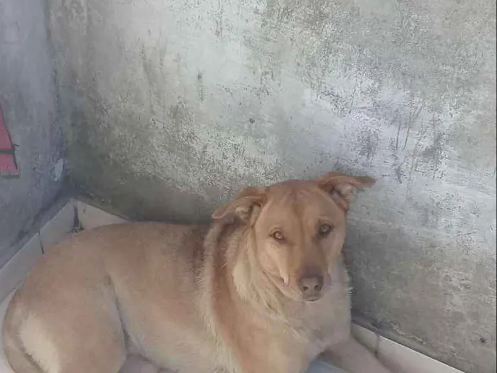 Cachorro ra a Mestiço pitibul  idade 4 anos nome Honda 