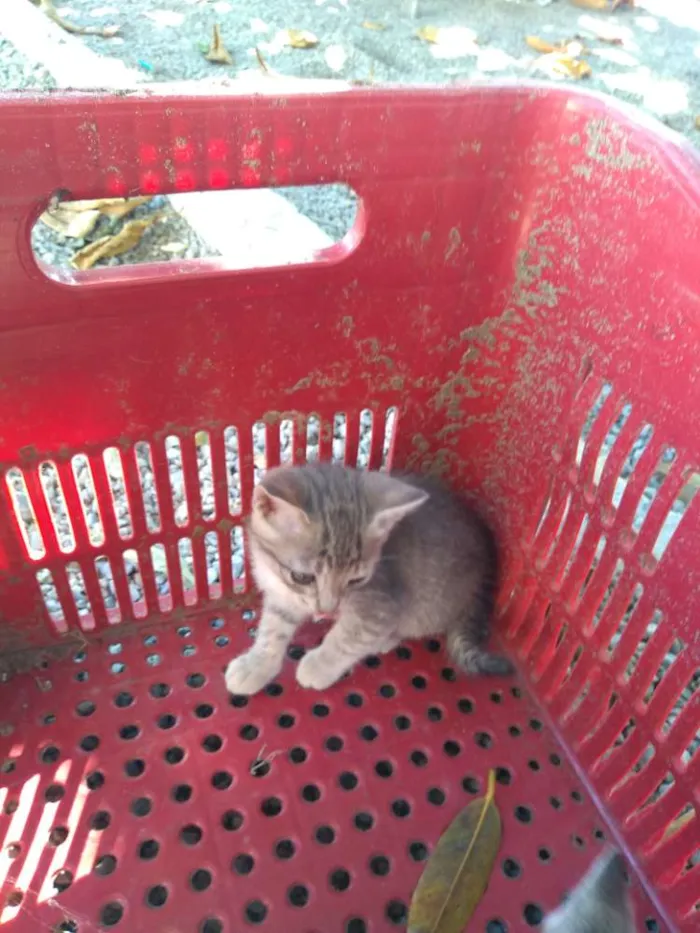 Gato raça Siames idade Abaixo de 2 meses nome Sem nome