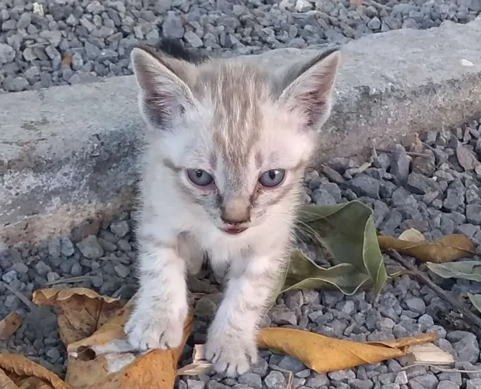 Gato raça Siames idade Abaixo de 2 meses nome Sem nome