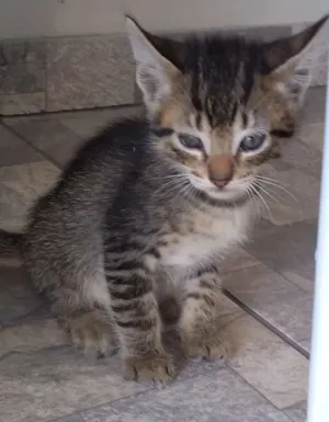 Gato raça Siames idade Abaixo de 2 meses nome Sem nome