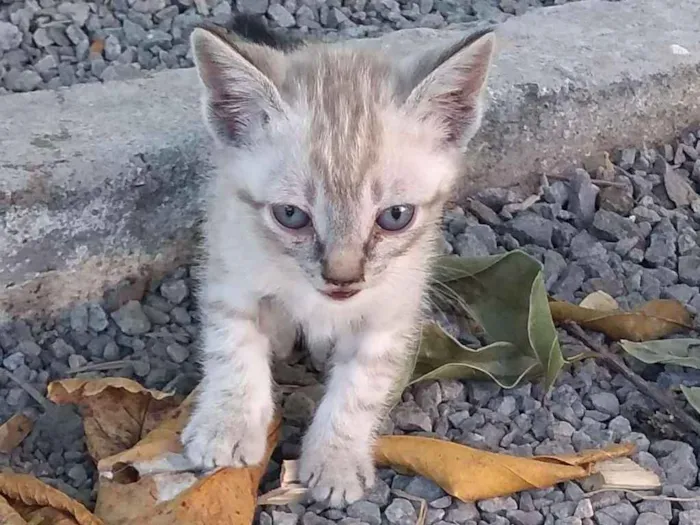 Gato raça Siames idade Abaixo de 2 meses nome Sem nome