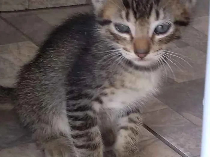 Gato raça Siames idade Abaixo de 2 meses nome Sem nome