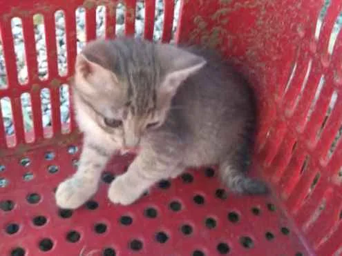 Gato raça Siames idade Abaixo de 2 meses nome Sem nome