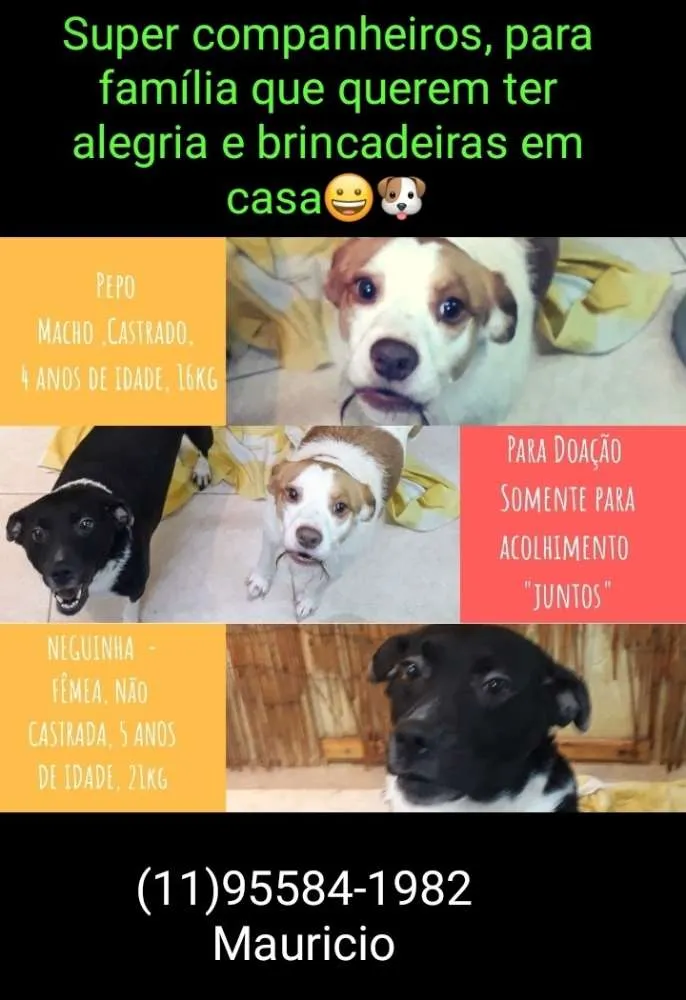 Cachorro ra a Sem raça definida idade 4 anos nome Pepo e Neguinha