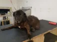 Cão Canil 1