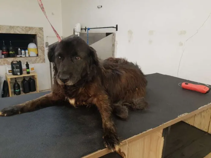 Cachorro raça SRD idade 6 ou mais anos nome Cão Canil 1