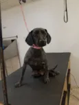 Cão Canil 1