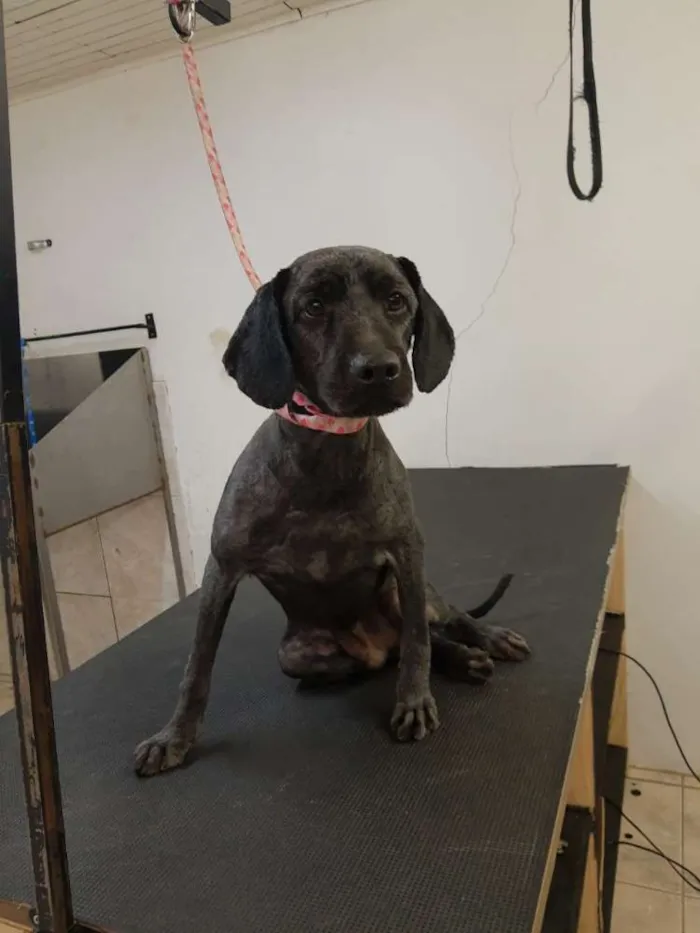 Cachorro raça SRD idade 6 ou mais anos nome Cão Canil 1