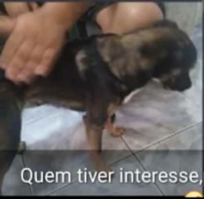 Cachorro ra a Vira lata idade 7 a 11 meses nome Tomy