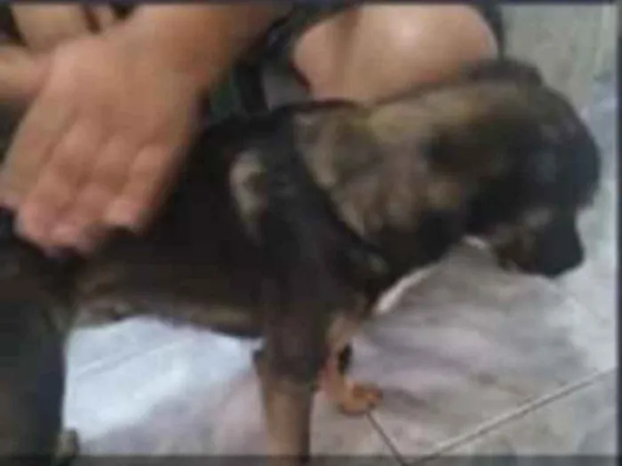 Cachorro ra a Vira lata idade 7 a 11 meses nome Tomy