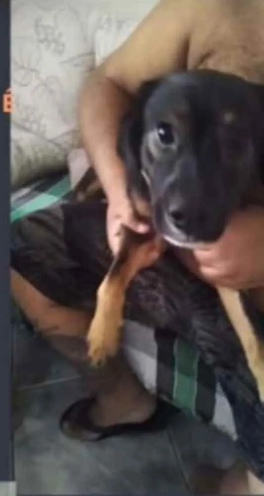 Cachorro ra a Vira lata idade 7 a 11 meses nome Tomy