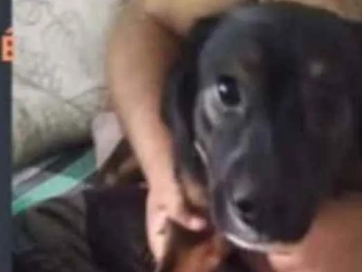 Cachorro ra a Vira lata idade 7 a 11 meses nome Tomy