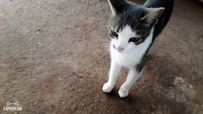 Gato ra a Ñ definada idade 2 anos nome Toinha