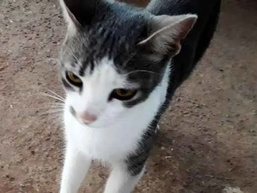 Gato ra a Ñ definada idade 2 anos nome Toinha