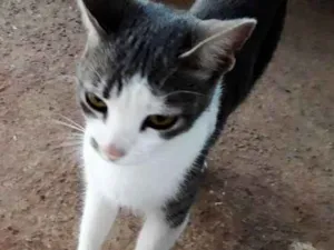 Gato raça Ñ definada idade 2 anos nome Toinha