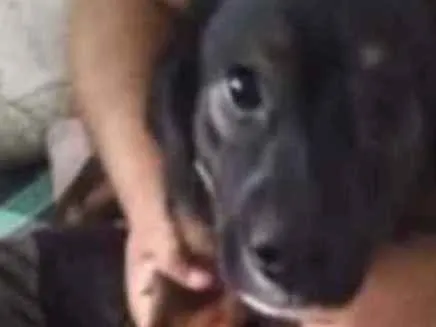 Cachorro ra a Vira lata idade 7 a 11 meses nome Tomy