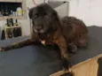 Cão Canil 1