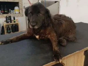 Cachorro raça SRD idade 6 ou mais anos nome Cão Canil 1