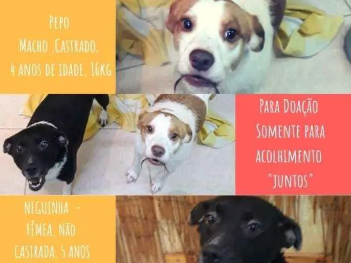 Cachorro ra a Sem raça definida idade 4 anos nome Pepo e Neguinha