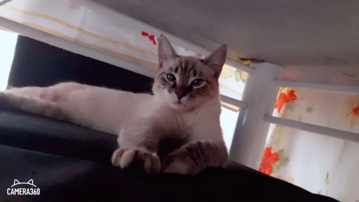 Gato ra a Ñ definada idade 7 a 11 meses nome Suzi