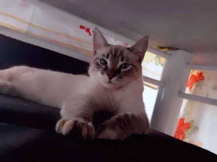 Gato ra a Ñ definada idade 7 a 11 meses nome Suzi