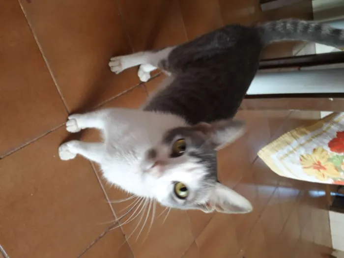 Gato ra a Ñ definada idade 2 anos nome Toinha