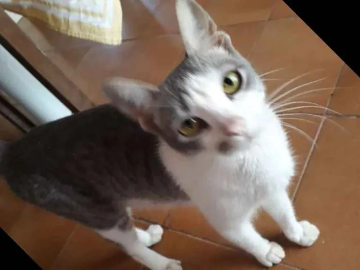 Gato ra a Ñ definada idade 2 anos nome Toinha